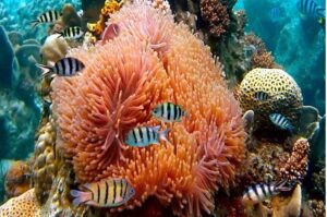 A coral reef with fish to illustrate the wildlife that may be lost with chemical sunscreens like those in aerosol sprays.