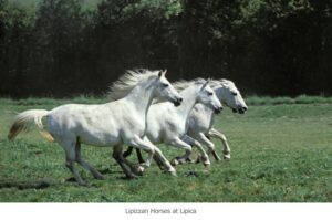 Three white lipizzan horses running in the field