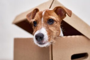 Small dog peeking out of a box