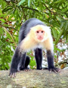 A capuchin monkey on a log near Selva Verde.