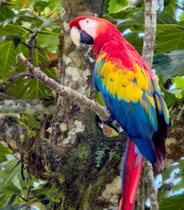 A colorful macaw at Selva Verde.