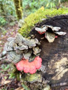 Mushrooms growing on a dead log in Selva Verde Rainforest