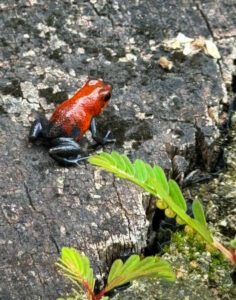 Tiny brown poison dart frog.