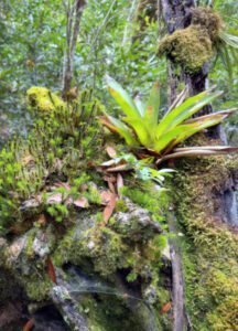 The lush greenery in the forest at the Selva Verde Lodge and Reserve