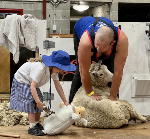 A man shearing a sheep and a little girl pretending to sheer her stuffed toy sheep.